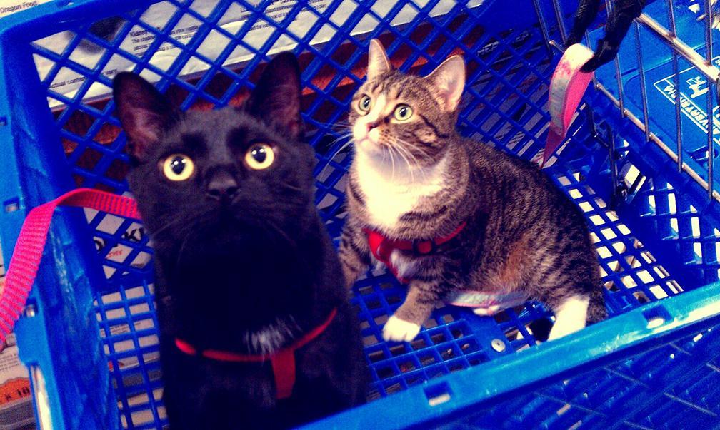 Mandi Steffey's cats Kevin and Cobain. Photo courtesy of Mandi Steffey