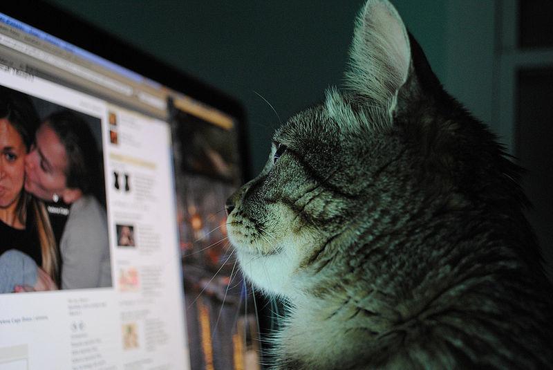 A furry friend stays current by checking his News Feed. Facebook recently released Paper, an as-of-now iPhone-exclusive app that hopes to refresh the traditional Facebook layout for mobile users. (Photo/Wikimedia Commons)