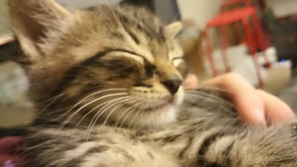 Furgus “Meowley” MacLeod looking incredibly sleepy and majestic. Photo Credit/ Susan Aerathryal