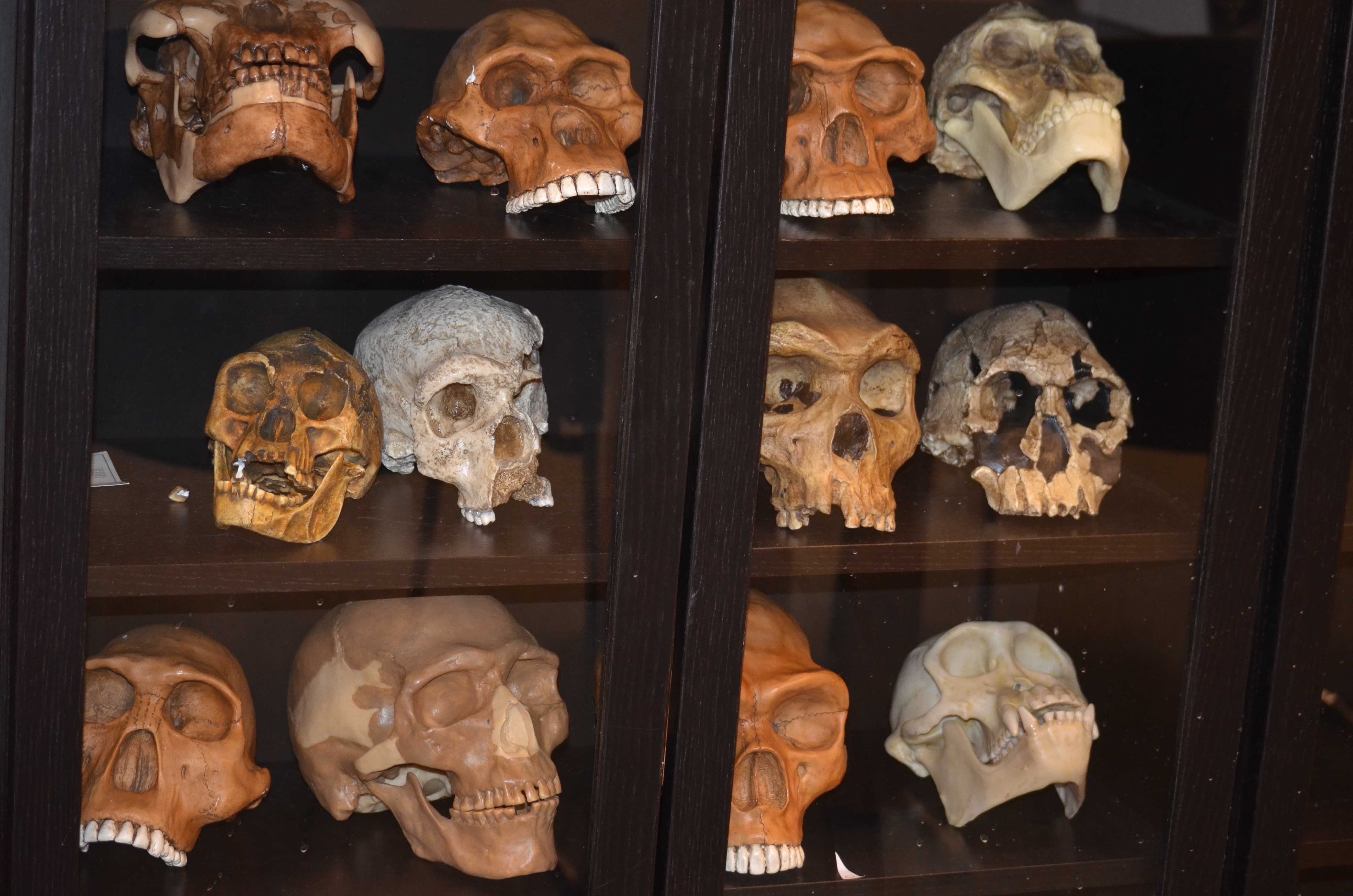 Ancient specimens in the anthropology department’s material cultures lab. Photo credit/Traci Foster