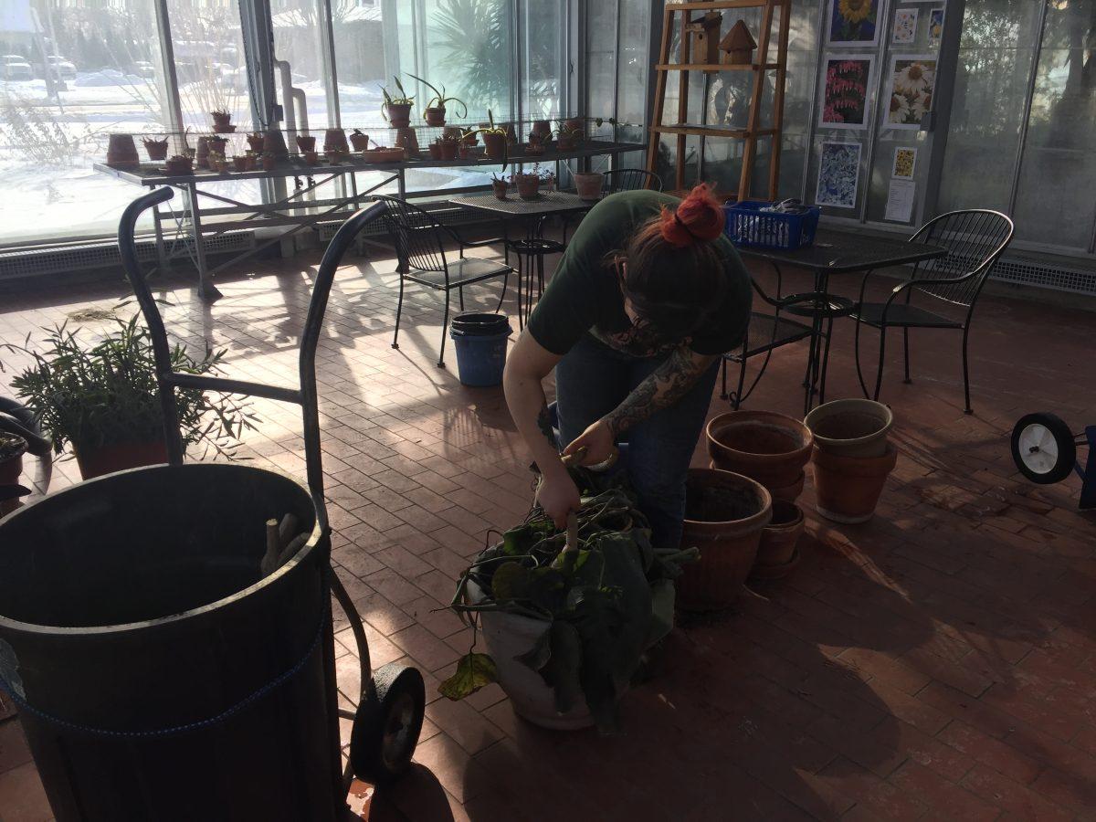 Emily Bradford, director of the Potawatomi Conservatories, moves weather-stricken monsteras to the garbage. A group of volunteers helped clear the greenhouse of dead plants on Friday, Feb. 1.