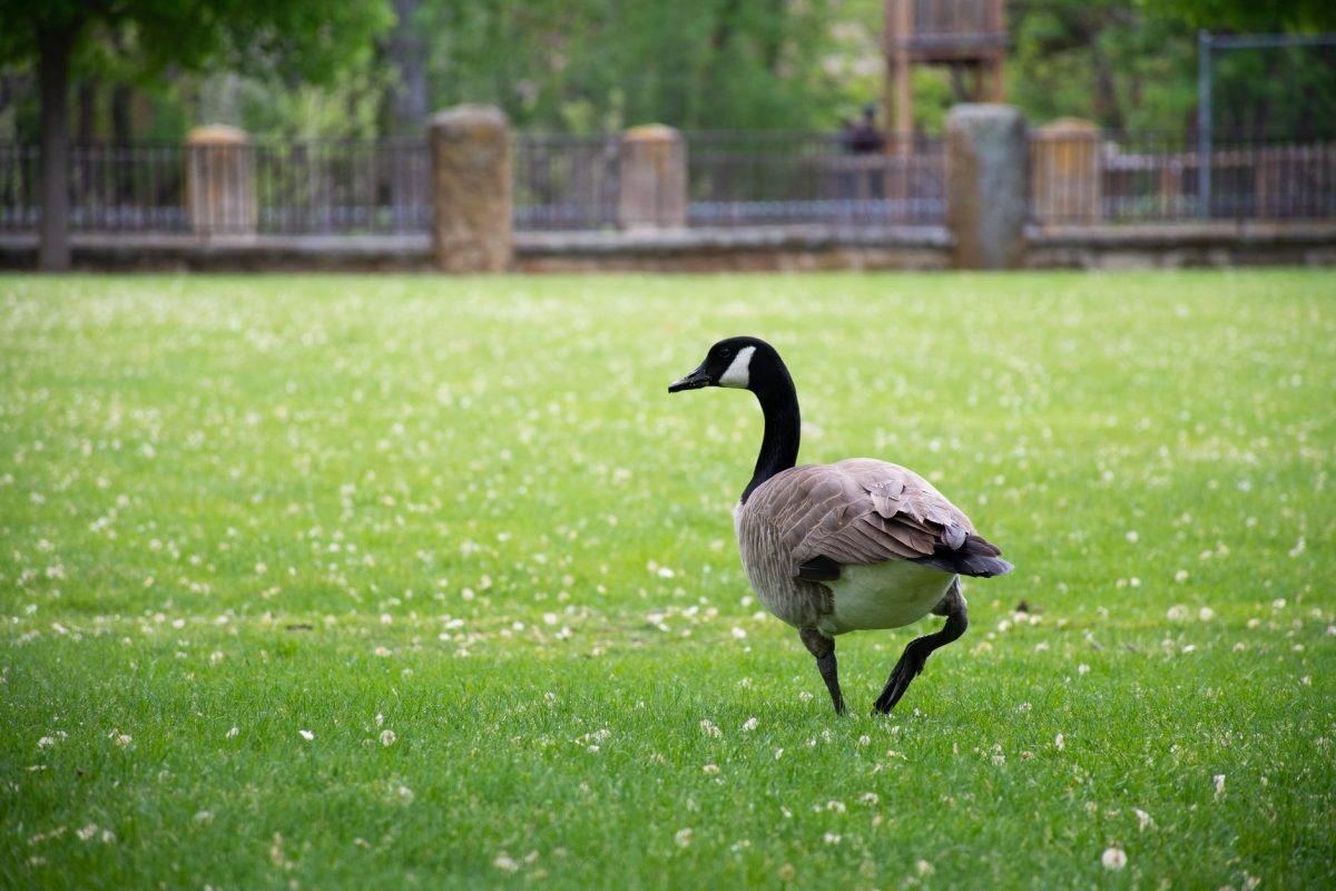 Photo by Brett Sayles on Pexels.com