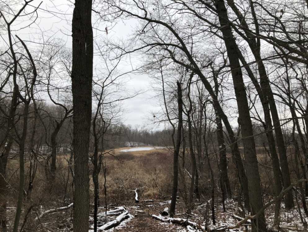 Photo of Lydick Bog. Photo by//Johnathan Griffee