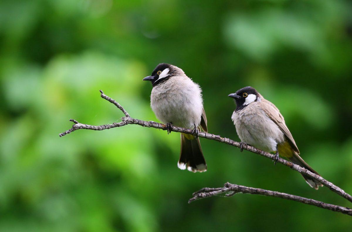 Photo by daniyal ghanavati on Pexels.com