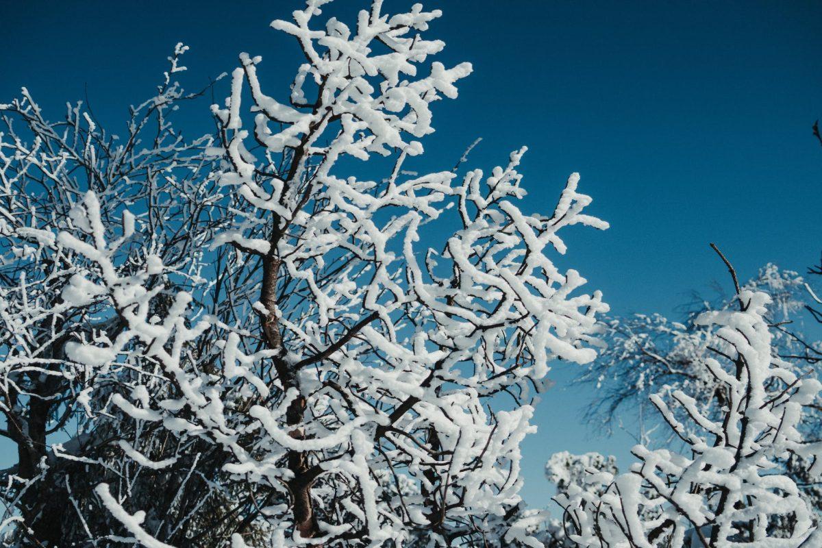 Photo by Nico Becker on Pexels.com