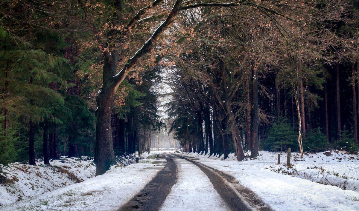Photo by Roy Post on Pexels.com
