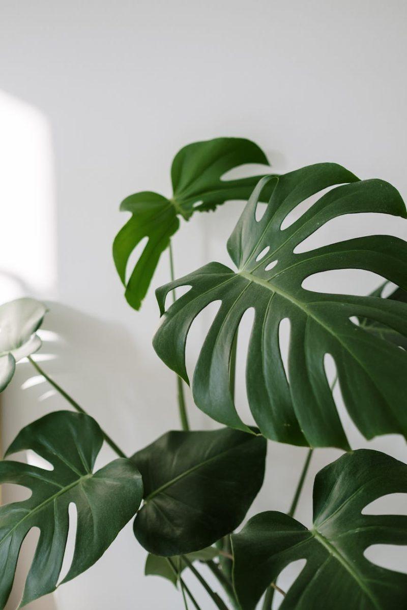 green plant near white wall