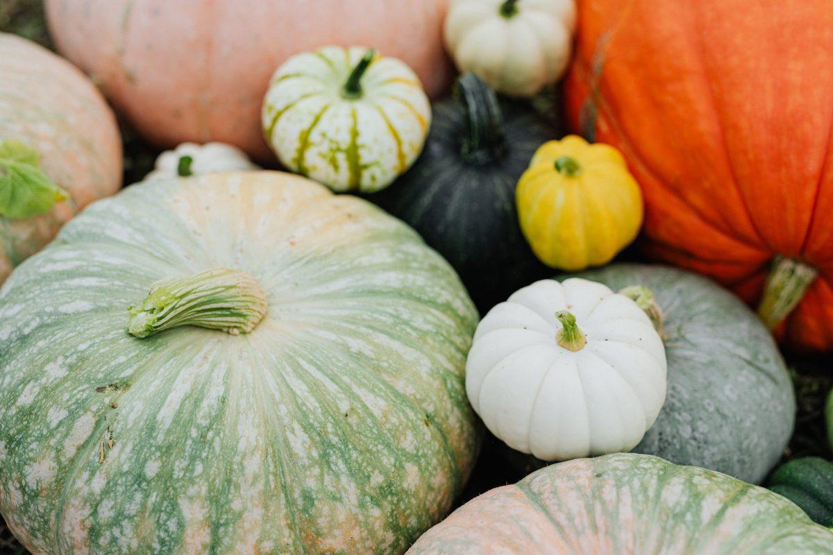 close up of pumpkins