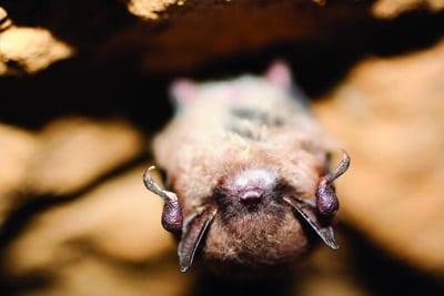 Friends of the Bend: Bats