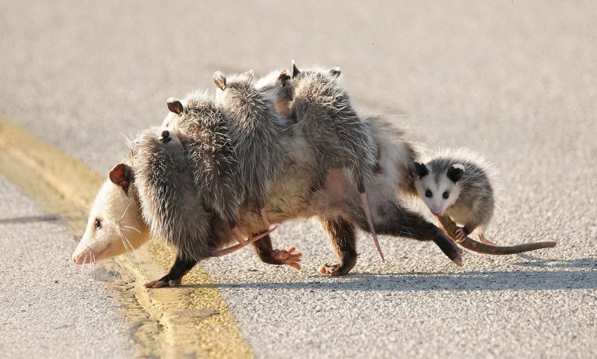 Friends of the Bend: Opossums