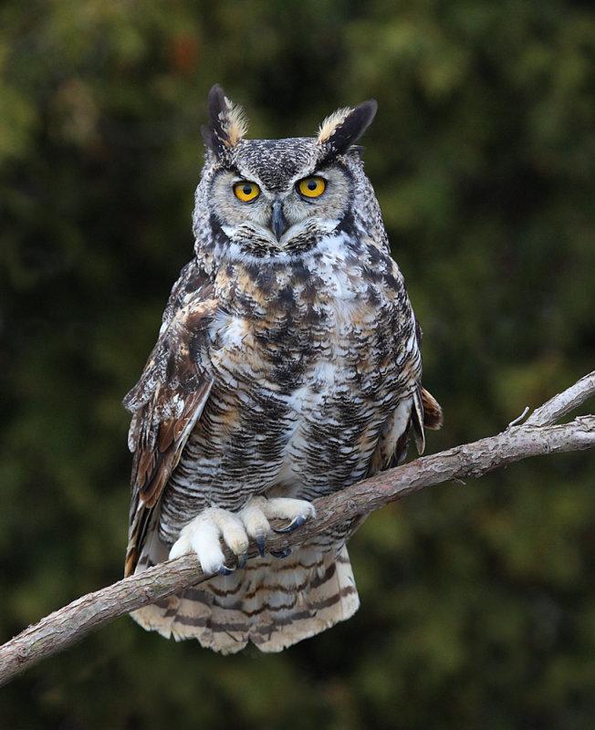 Friends of the Bend: Owls