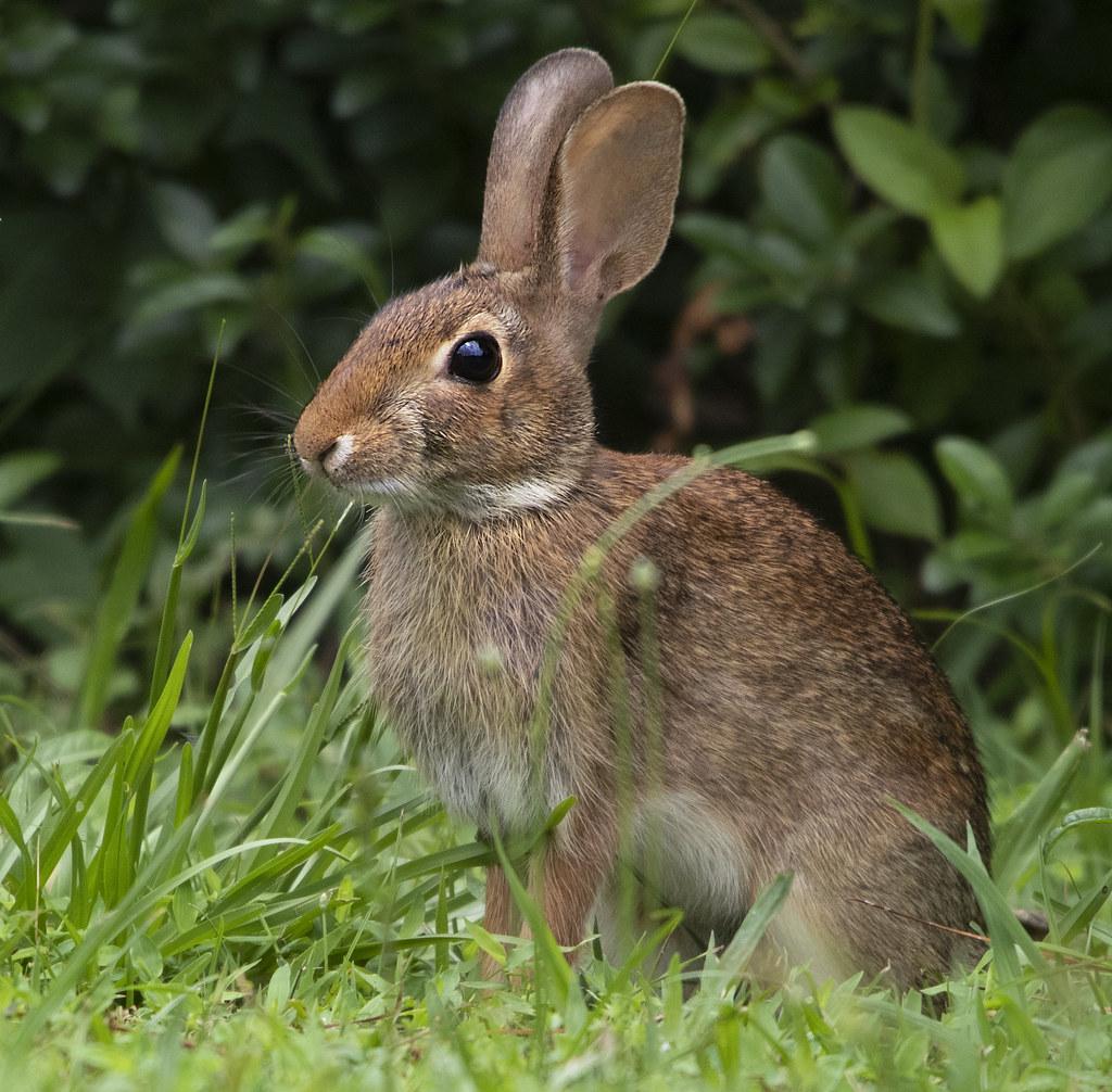 Friends of the Bend: Rabbits