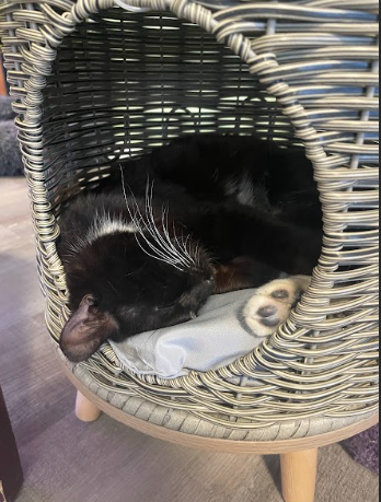 Sip &amp; Study: Cat Lady Cafe