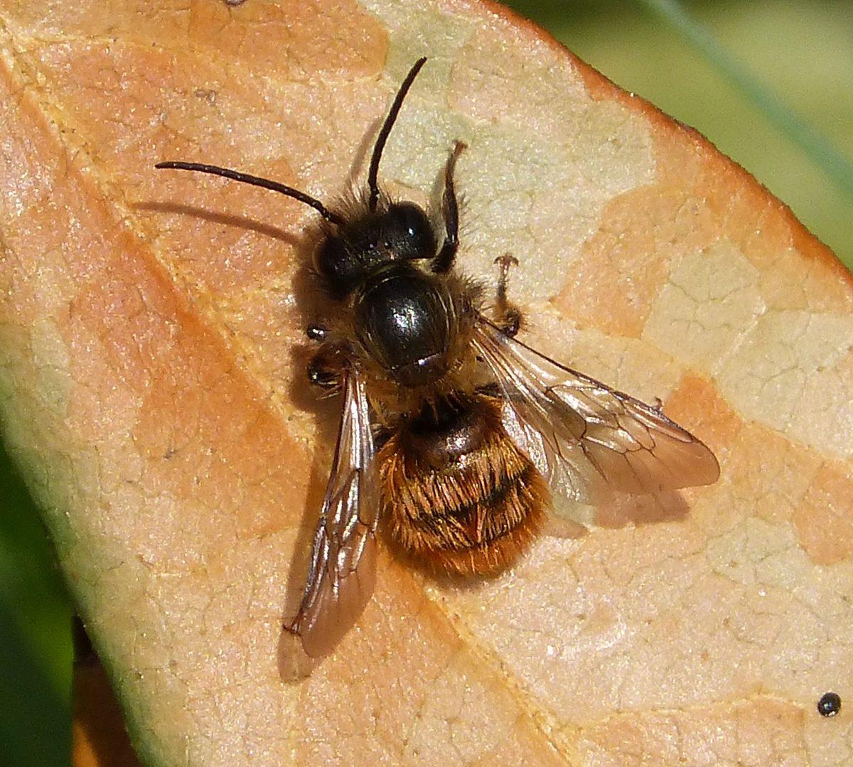 Friends of the Bend: Wild bees