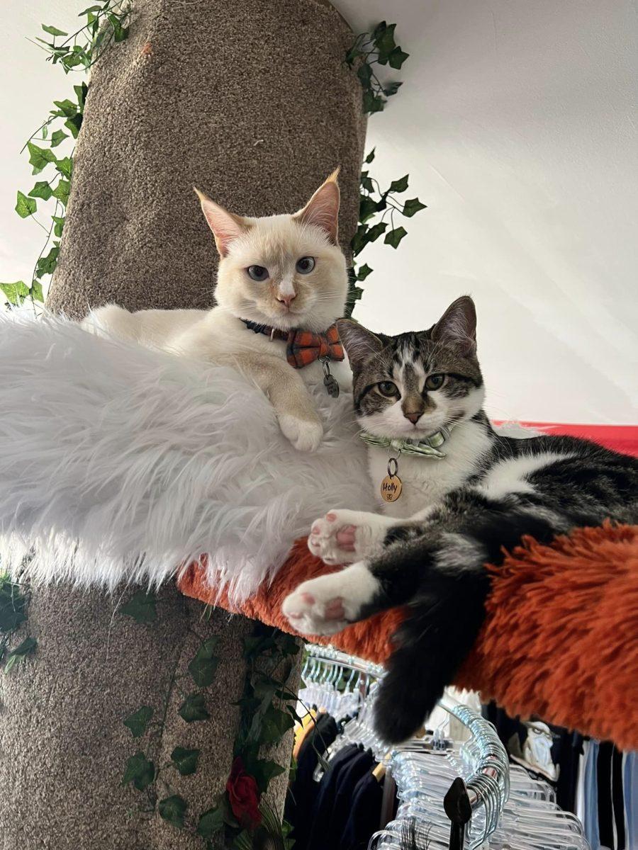 Kitty Citty Boutique