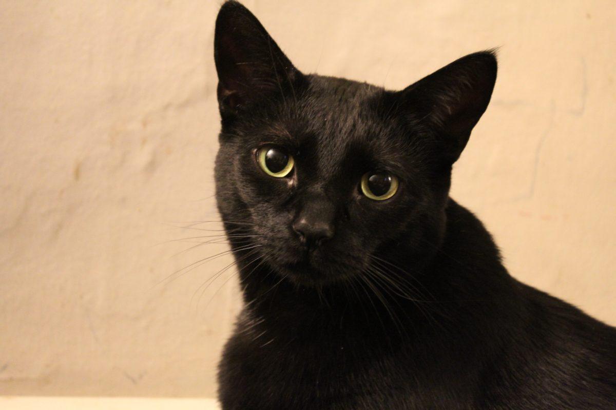 Embrace the void with Black Cat Awareness Month