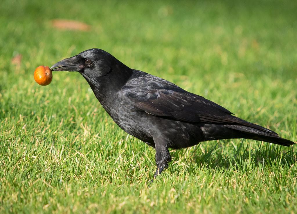 Friend of the Bend: Crows