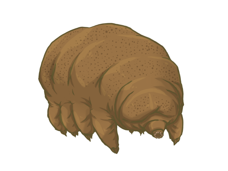 Tardigrade // Database Center for Life Science(TOGO TV)
The word tardigrade means “slow stepper”.
