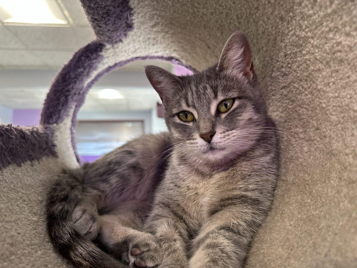 Cream, sugar and cats: Cat Lady Cafe hosts back-to-school event