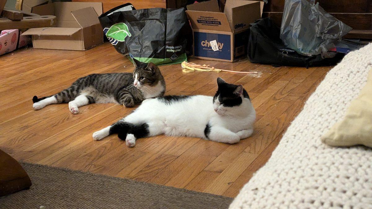Opinion: your cat should stay inside