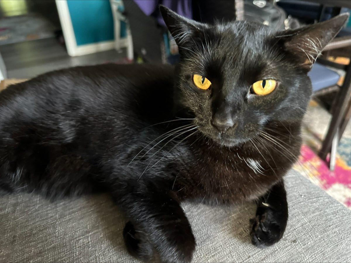 October is Black Cat Awareness Month