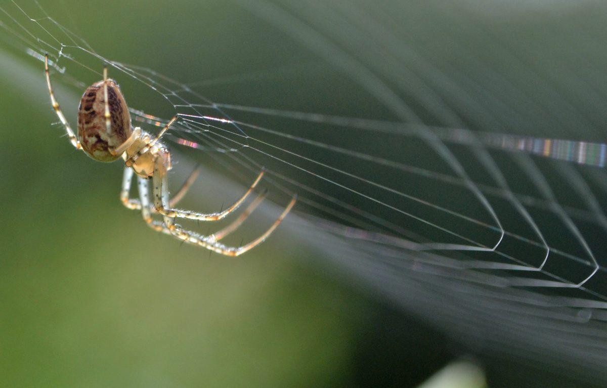 Friends of the Bend: Spiders