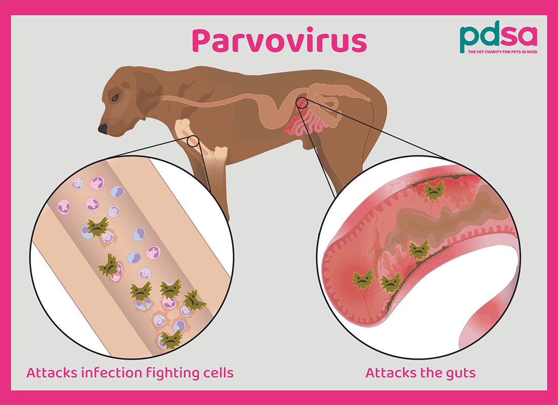 That’s Zoo Sick: Canine Parvovirus
