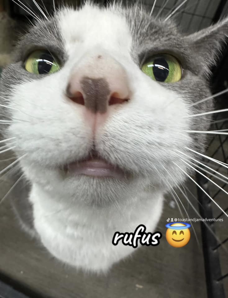 Titan Tails: Echo and Rufus