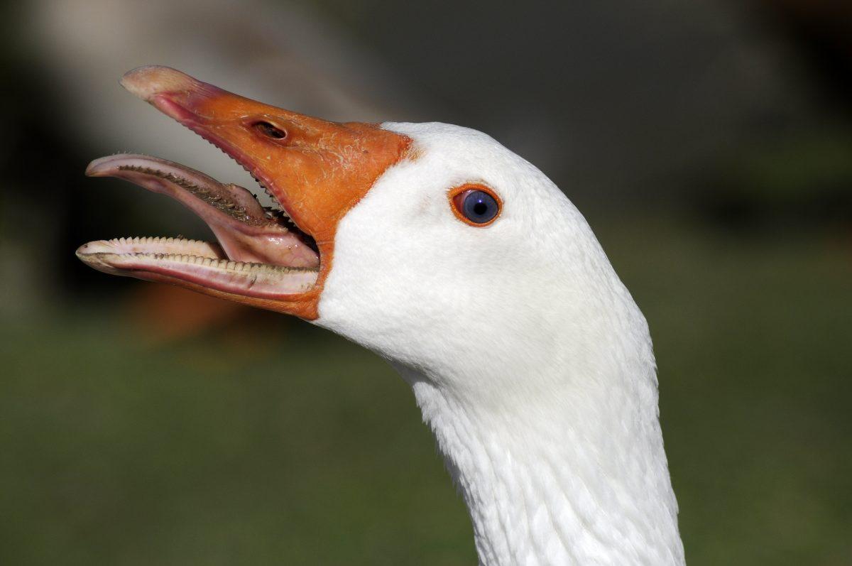 Friends of the Bend: Geese