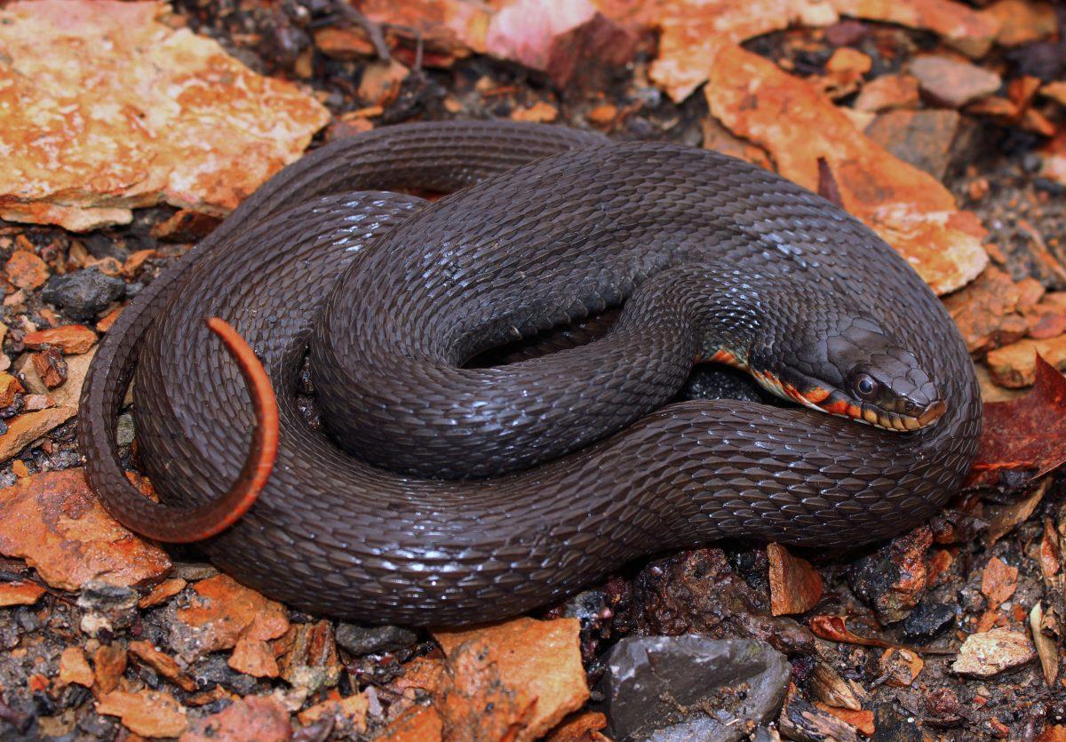 Friends of the Bend: Snakes