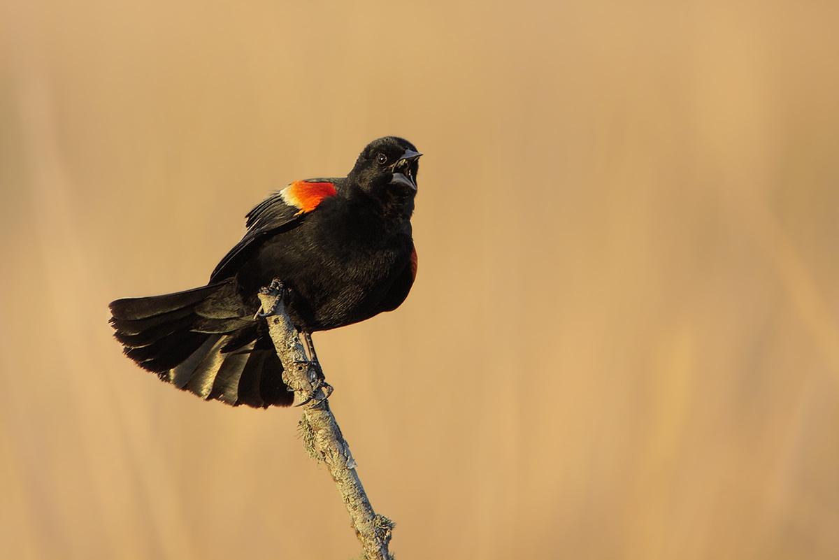 Friends of the Bend: Red-Winged Blackbird